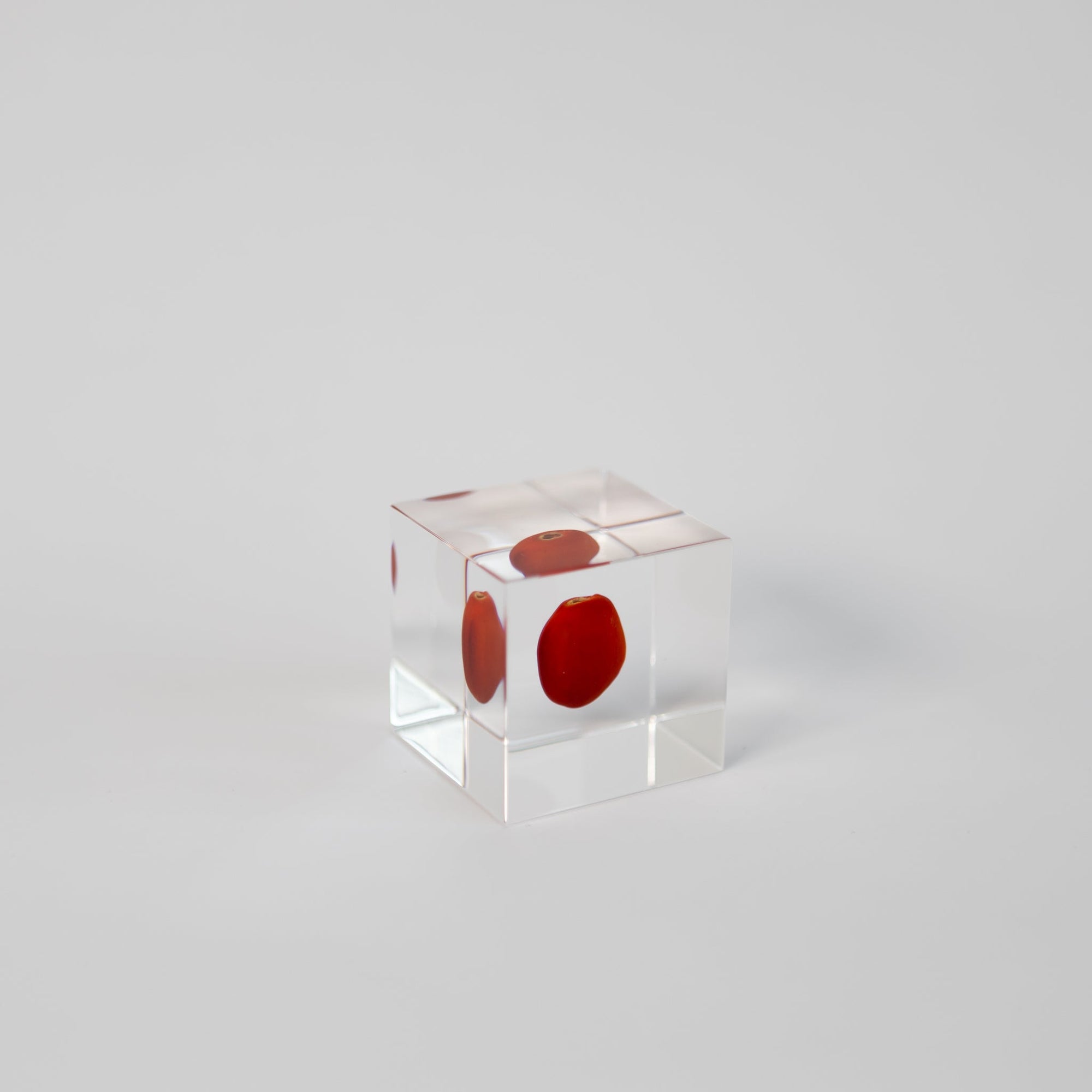 Sola Cubes - Seeds &amp; Plants | Tortoise General Store