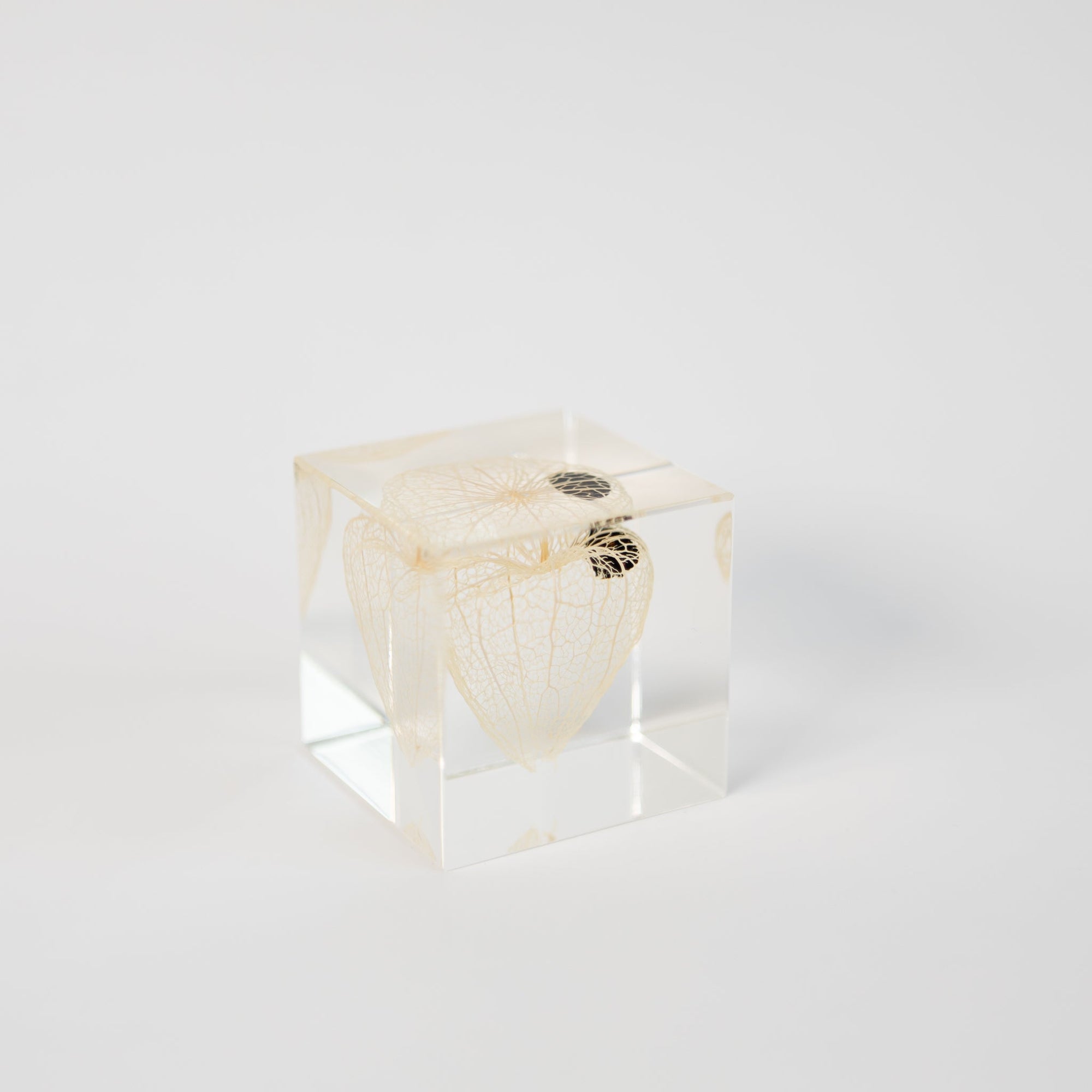 Sola Cubes - Seeds &amp; Plants | Tortoise General Store