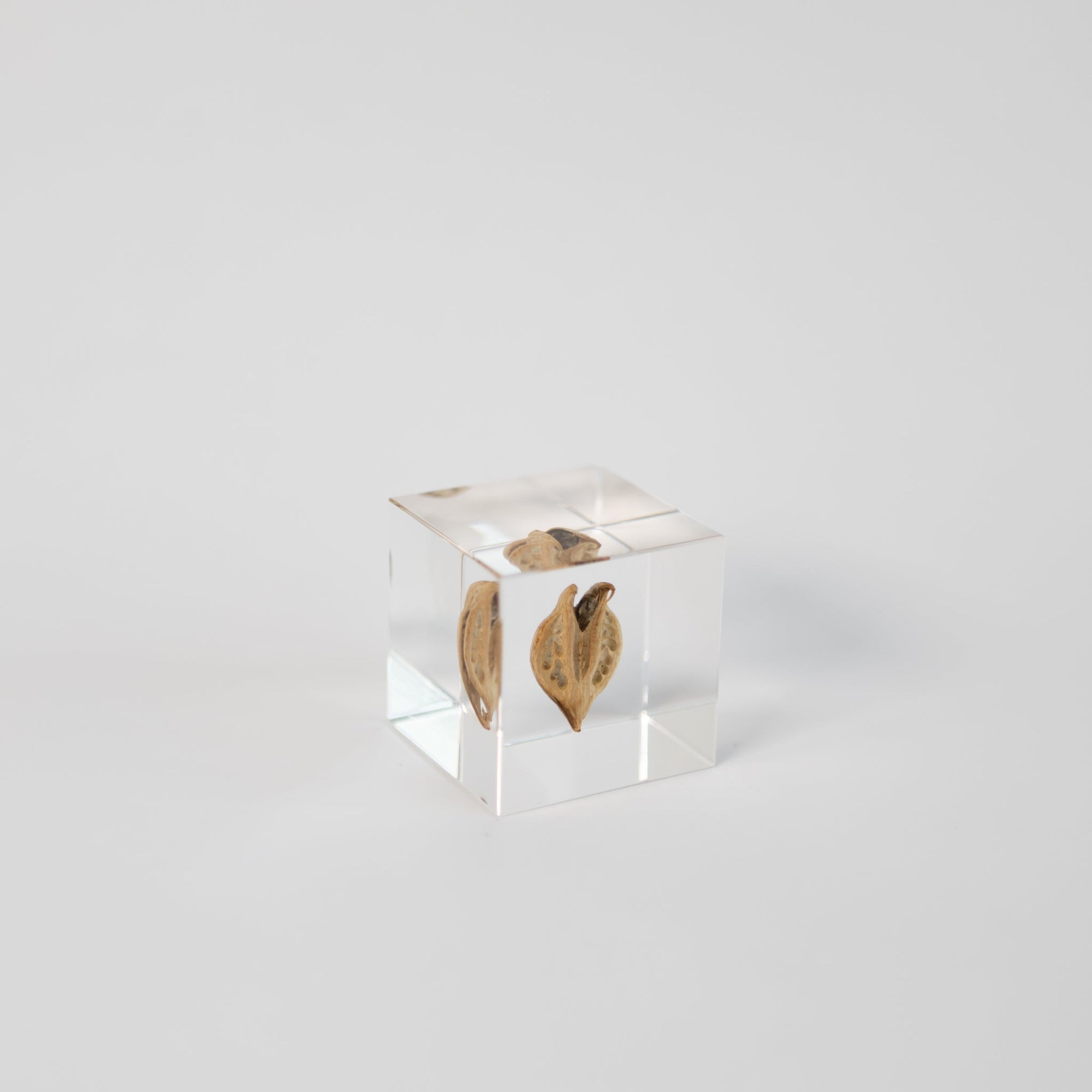 Sola Cubes - Seeds &amp; Plants | Tortoise General Store