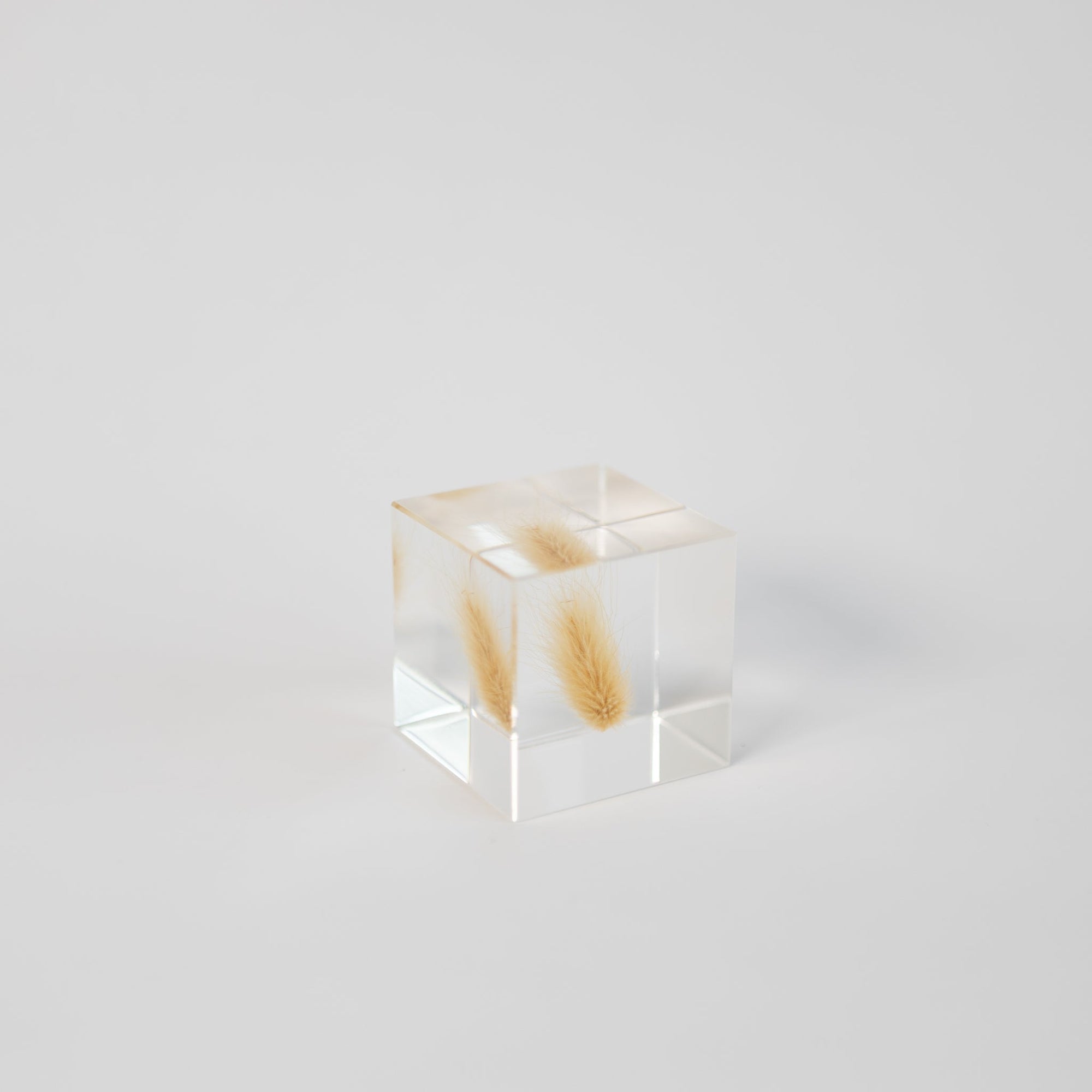 Sola Cubes - Seeds &amp; Plants | Tortoise General Store