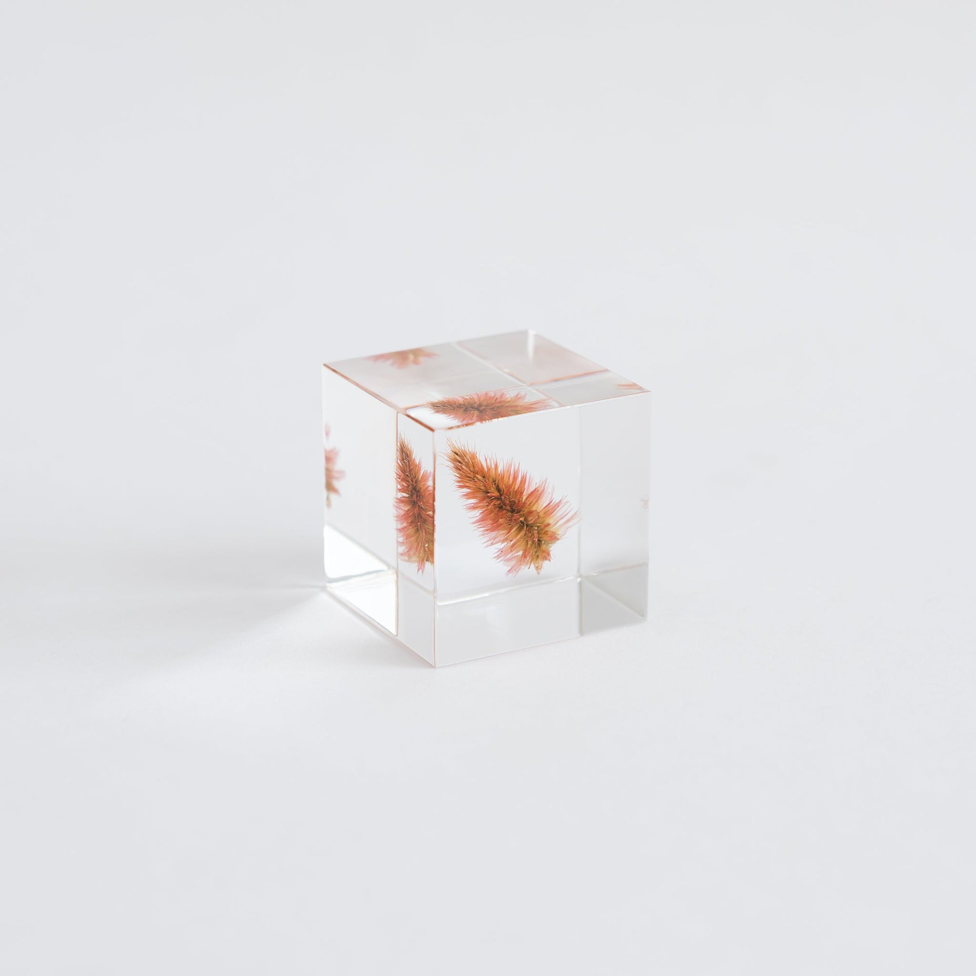 Sola Cubes - Seeds &amp; Plants | Tortoise General Store