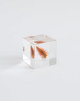 Sola Cubes - Seeds & Plants | Tortoise General Store