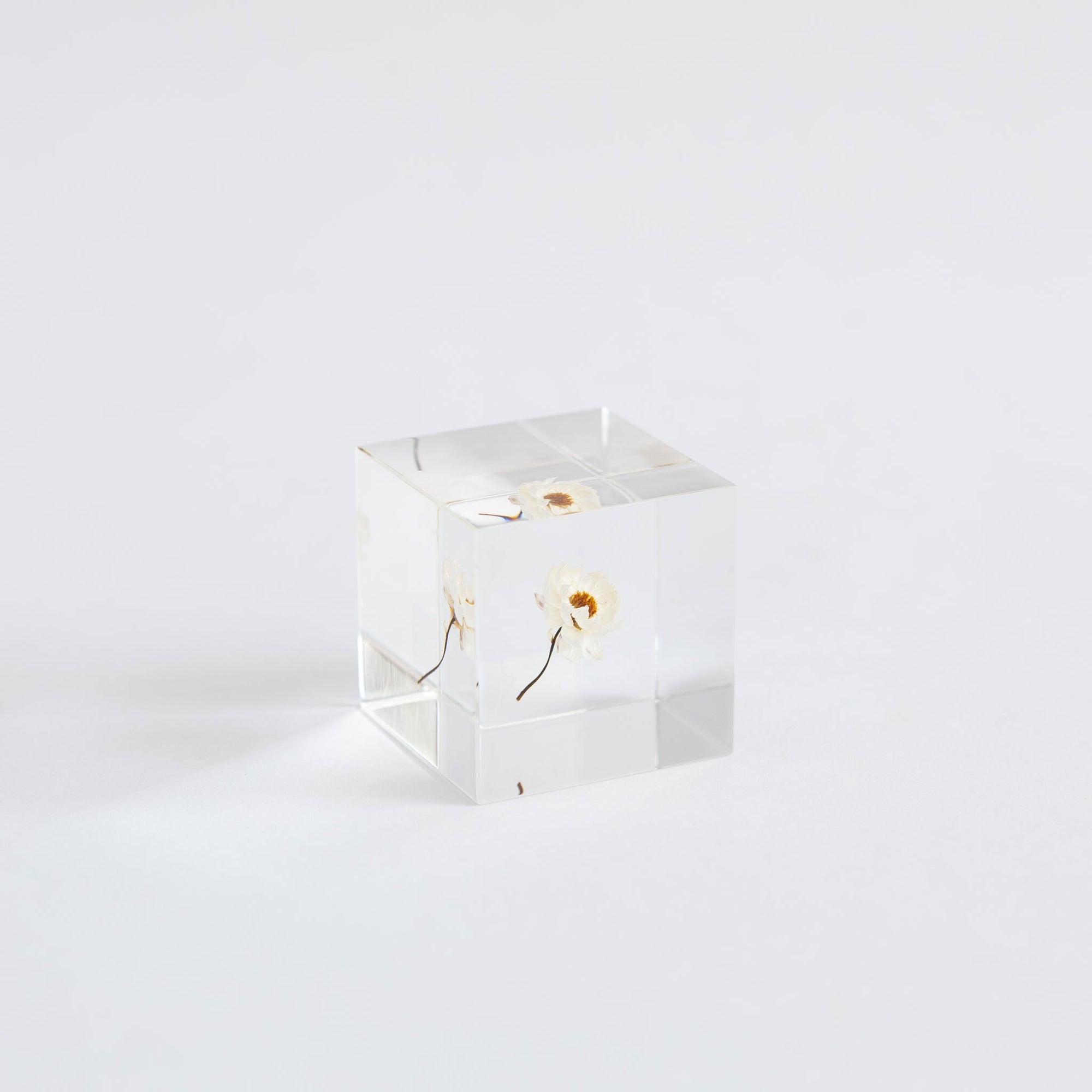 Sola Cubes - Seeds &amp; Plants | Tortoise General Store