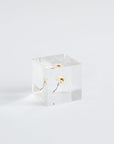 Sola Cubes - Seeds & Plants | Tortoise General Store