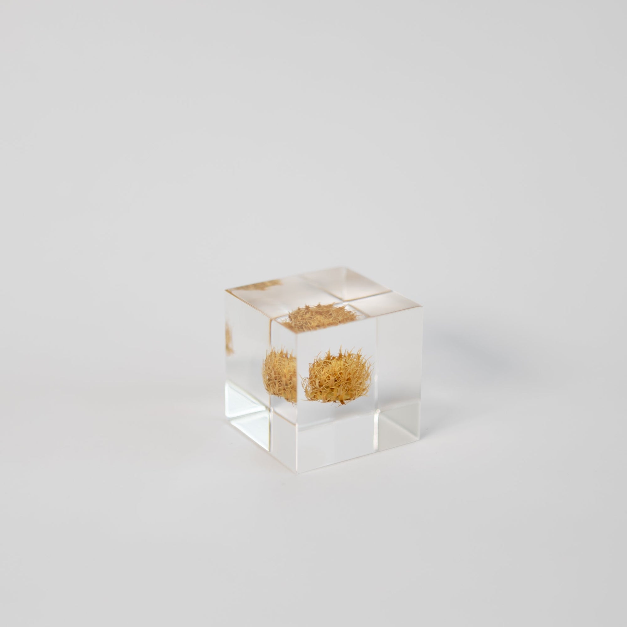 Sola Cubes - Seeds &amp; Plants | Tortoise General Store