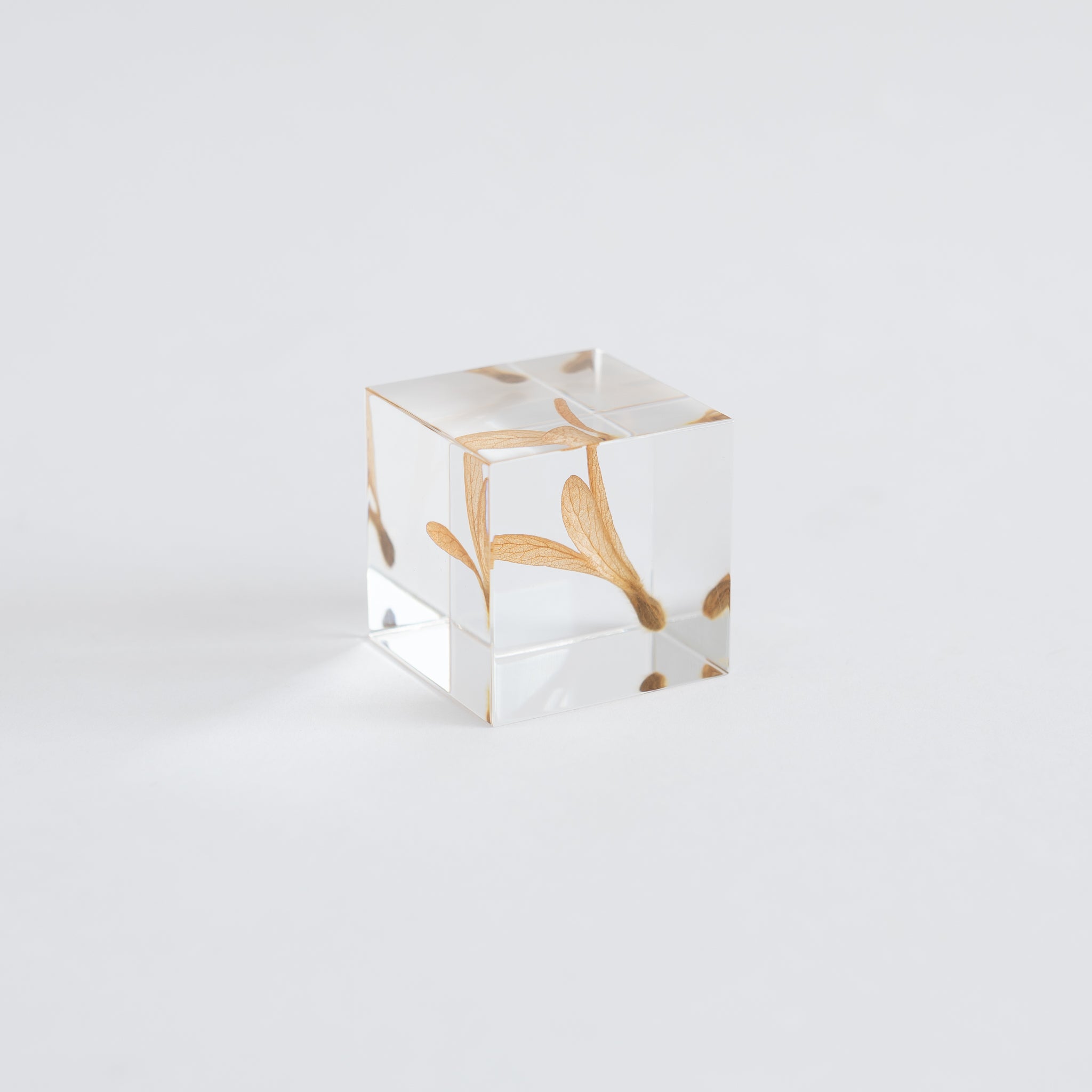 Sola Cubes - Seeds & Plants | Tortoise General Store