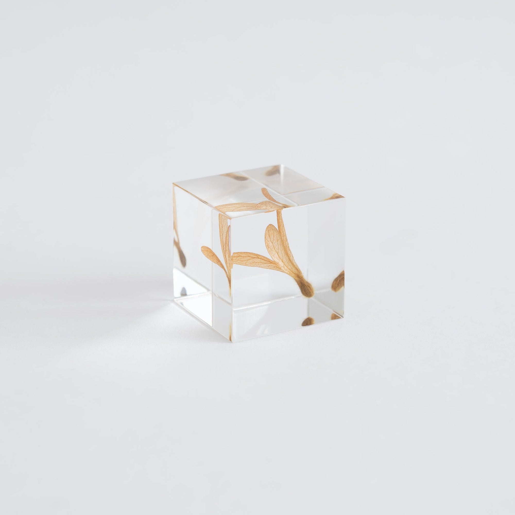 Sola Cubes - Seeds &amp; Plants | Tortoise General Store