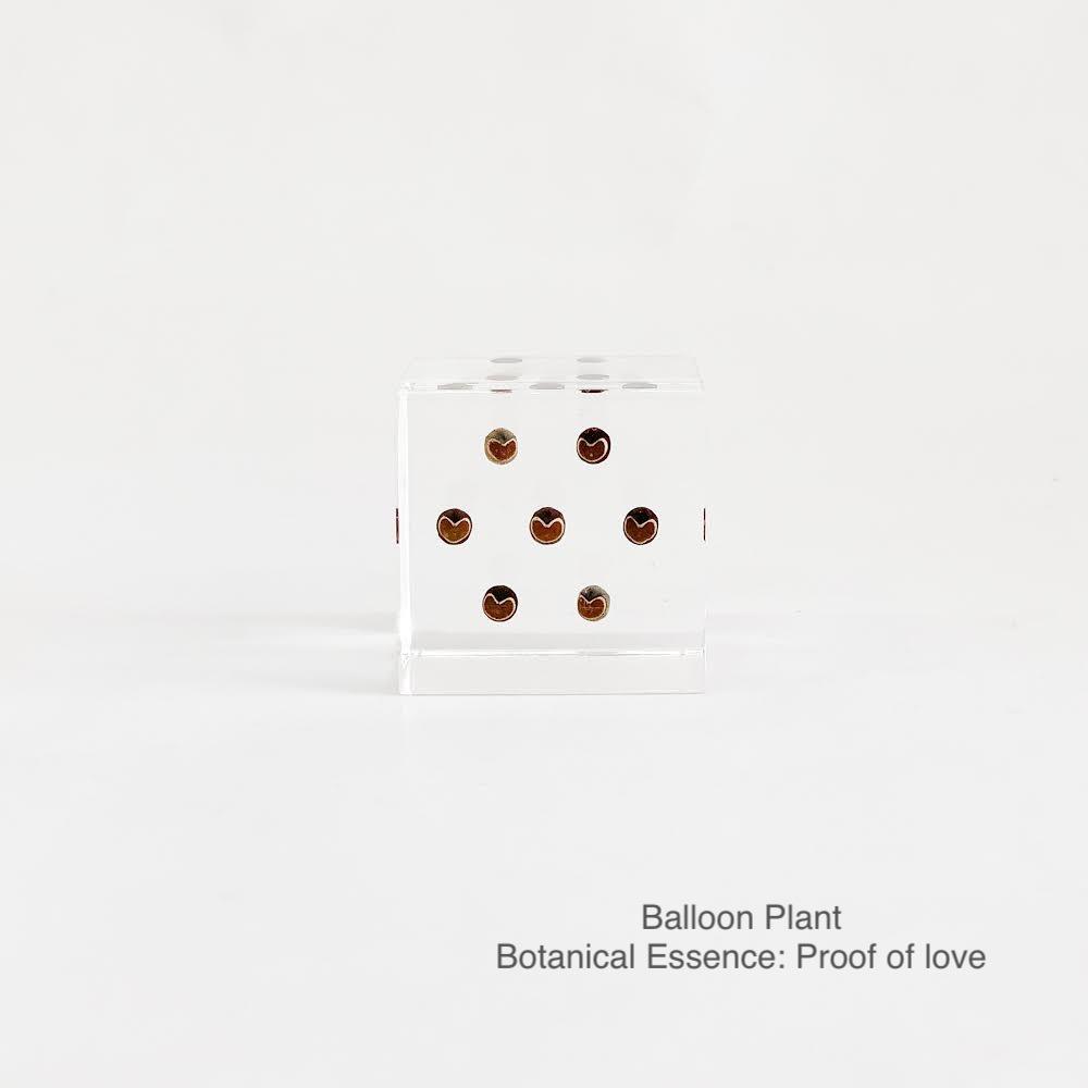 Balloon Plant with Botanical Essence: Proof of Love