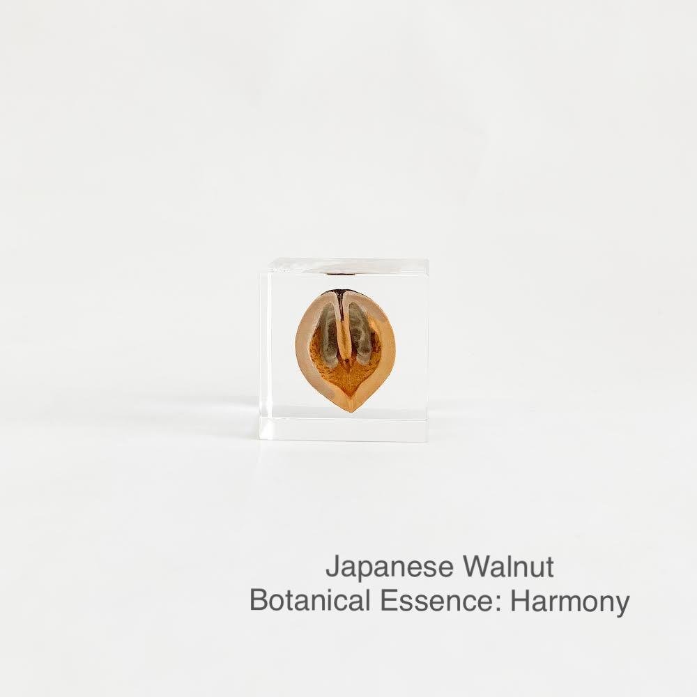 Japanese Walnut with Botanical Essence: Harmony
