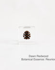 Dawn Redwood with Botanical Essence: Reunion