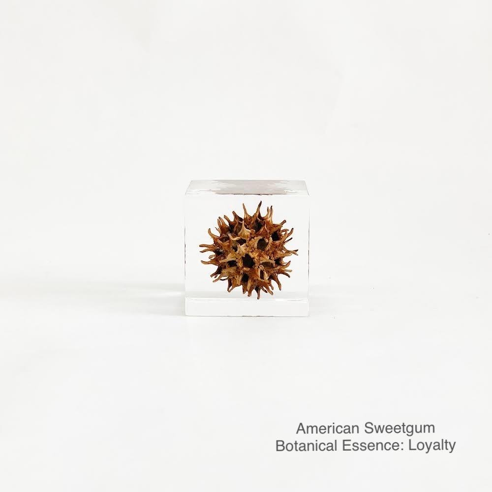 American Sweetgum with Botanical Essence: Loyalty