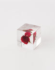 Sola Cubes - Rose (Limited Edition) - tortoise general store