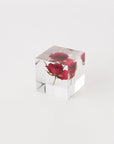 Sola Cubes - Rose (Limited Edition) - tortoise general store