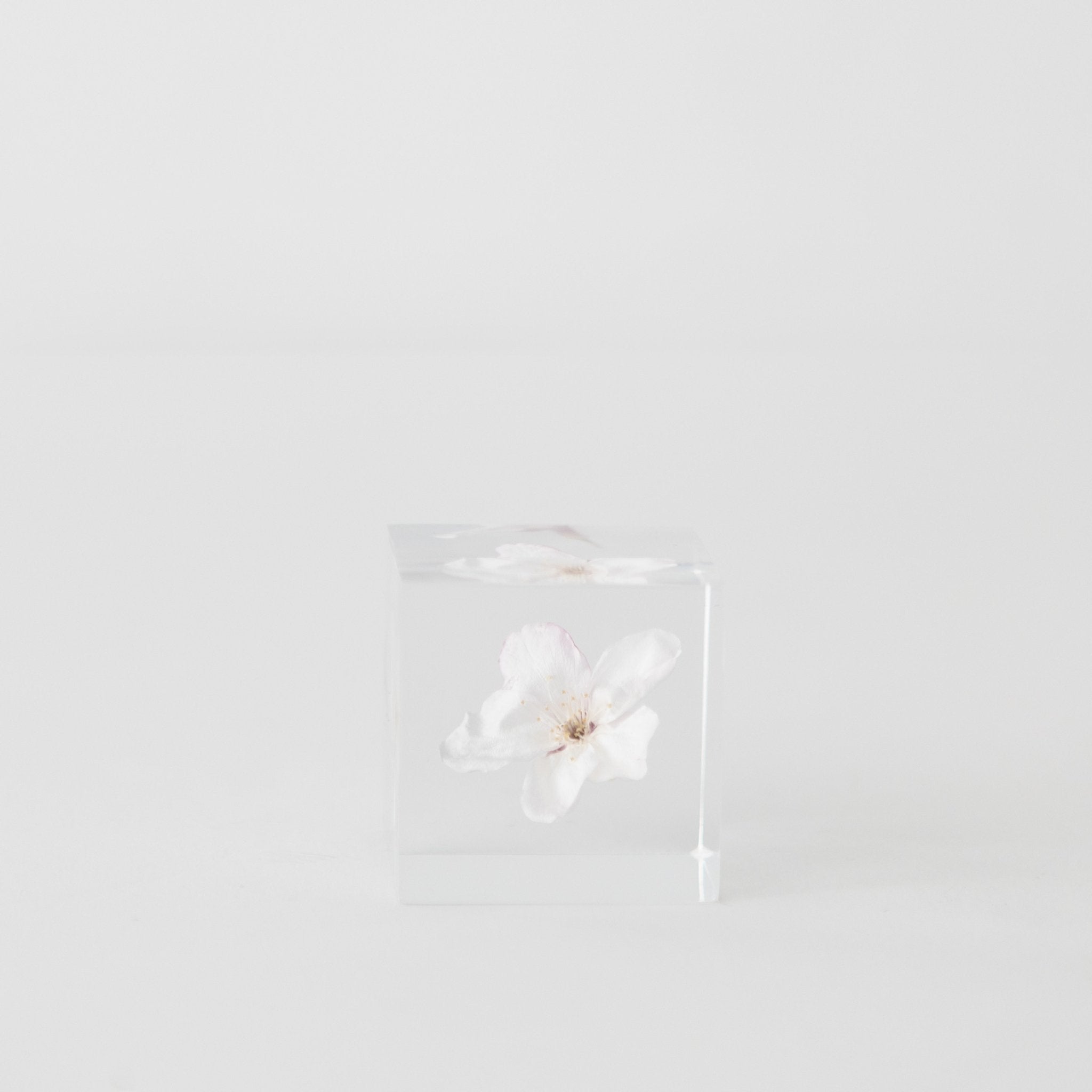 Sola Cubes - Seeds & Plants | Tortoise General Store