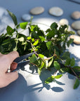 Tajika Herb Scissors - tortoise general store