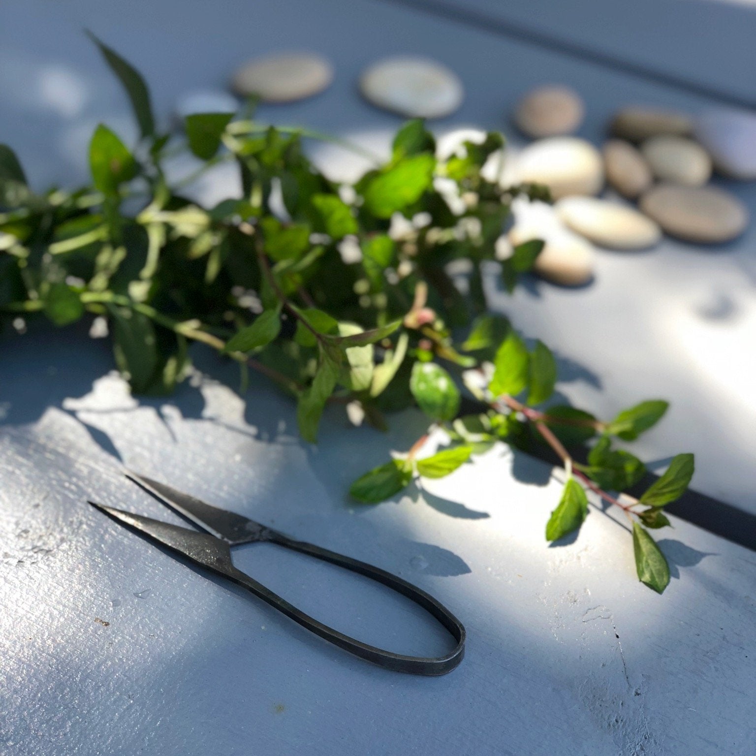 Tajika Herb Scissors - tortoise general store