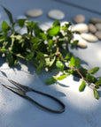 Tajika Herb Scissors - tortoise general store